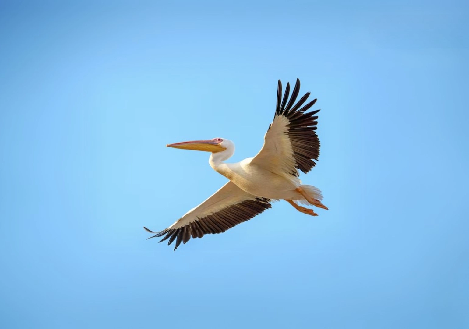 Pelícano en vuelo